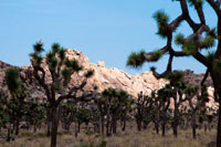 Hidden Valley II