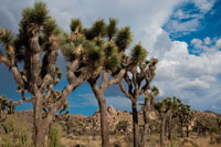 Joshua Tree V