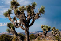 Joshua Tree VI