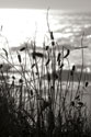 Coastal Grass I