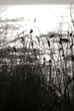 Coastal Grass II