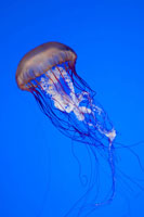 Jellyfish IV