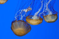 Jellyfish VI