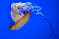 Jellyfish VIII