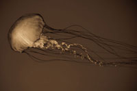 Sea Nettle II