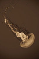 Sea Nettle III