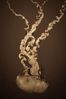 Sea Nettle IV