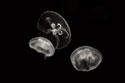Jellyfish Glow II