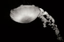 Jellyfish Glow III
