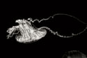 Jellyfish Glow V