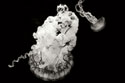 Jellyfish Glow VII