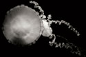 Jellyfish Glow IX
