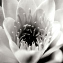 Classic Lotus Square
