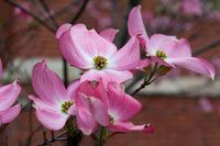 Dogwood Blossoms I