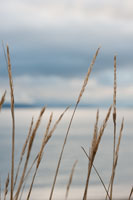 Whidbey Grass III
