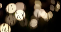 Bokeh Grass I