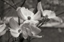 Dogwood Blossoms I BW