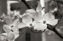 Dogwood Blossoms II BW