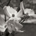 Dogwood Blossoms I BW Sq