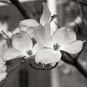 Dogwood Blossoms II BW Sq
