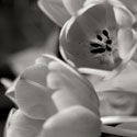 BW Tulips I
