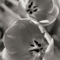 BW Tulips II