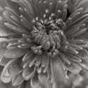 BW Mum Sq I