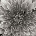 BW Mum Sq II
