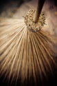 Thai Broom III