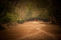 Monk on Path