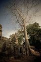 Silk Cotton Tree