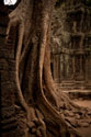 Roots & Ruins I
