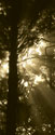 Sepia Shadows I