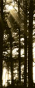 Sepia Shadows II