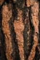 Oregon Pine II