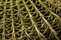 Cactus Detail II