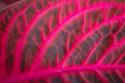 Pink Leaf I