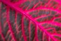 Pink Leaf II