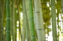 Bamboo & Bokeh I