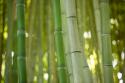 Bamboo & Bokeh II