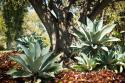Agave I