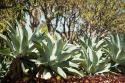Agave II
