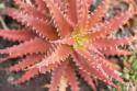 Aloe I