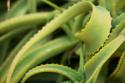 Aloe II