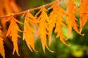 Fall Leaves IV
