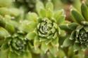 Succulent Array