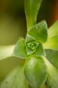 Succulent Detail I