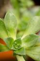 Succulent Detail II