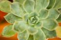 Macro Succulent I