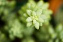 Macro Succulent II